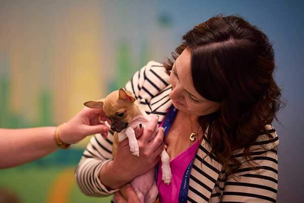A woman in a striped jacket holds a small tan and white puppy as another person, perhaps at Gainsight Pulse, gently reaches out to pet the puppy's face. The softly blurred background features calming green and blue hues.
